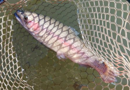 調子良く釣れる時間帯もあったが… ～大安ト…